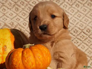 Golden Retriever dogs Ben - AKC, Genetically Clear - Ad 1