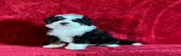 Mini Bernedoodle dogs for sale: Teddy - Ad 3