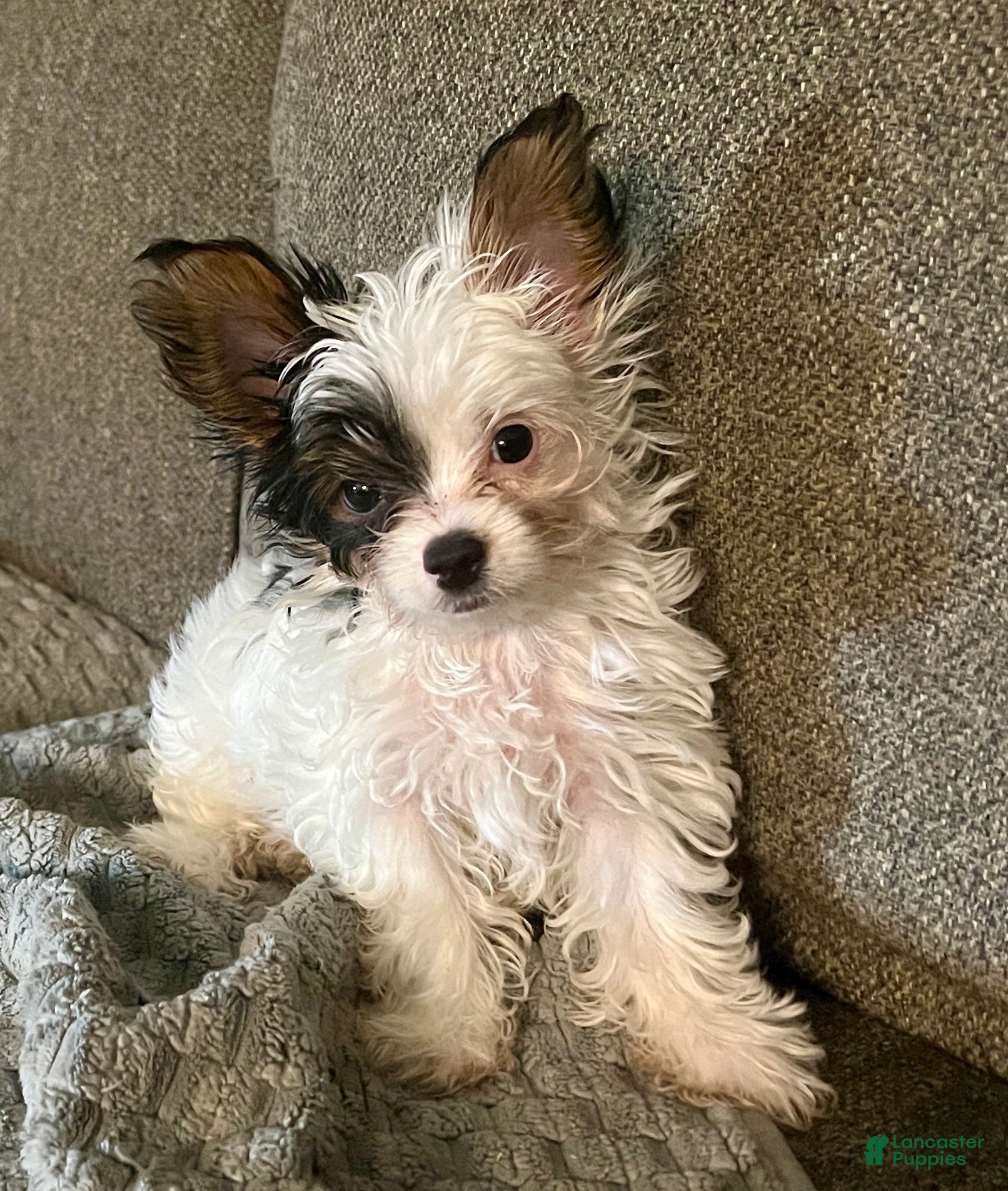 Yorkshire Terrier dogs Teacup gizmo - Ad 2