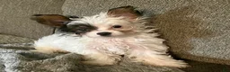 Yorkshire Terrier dogs for sale: Teacup gizmo - Ad 2