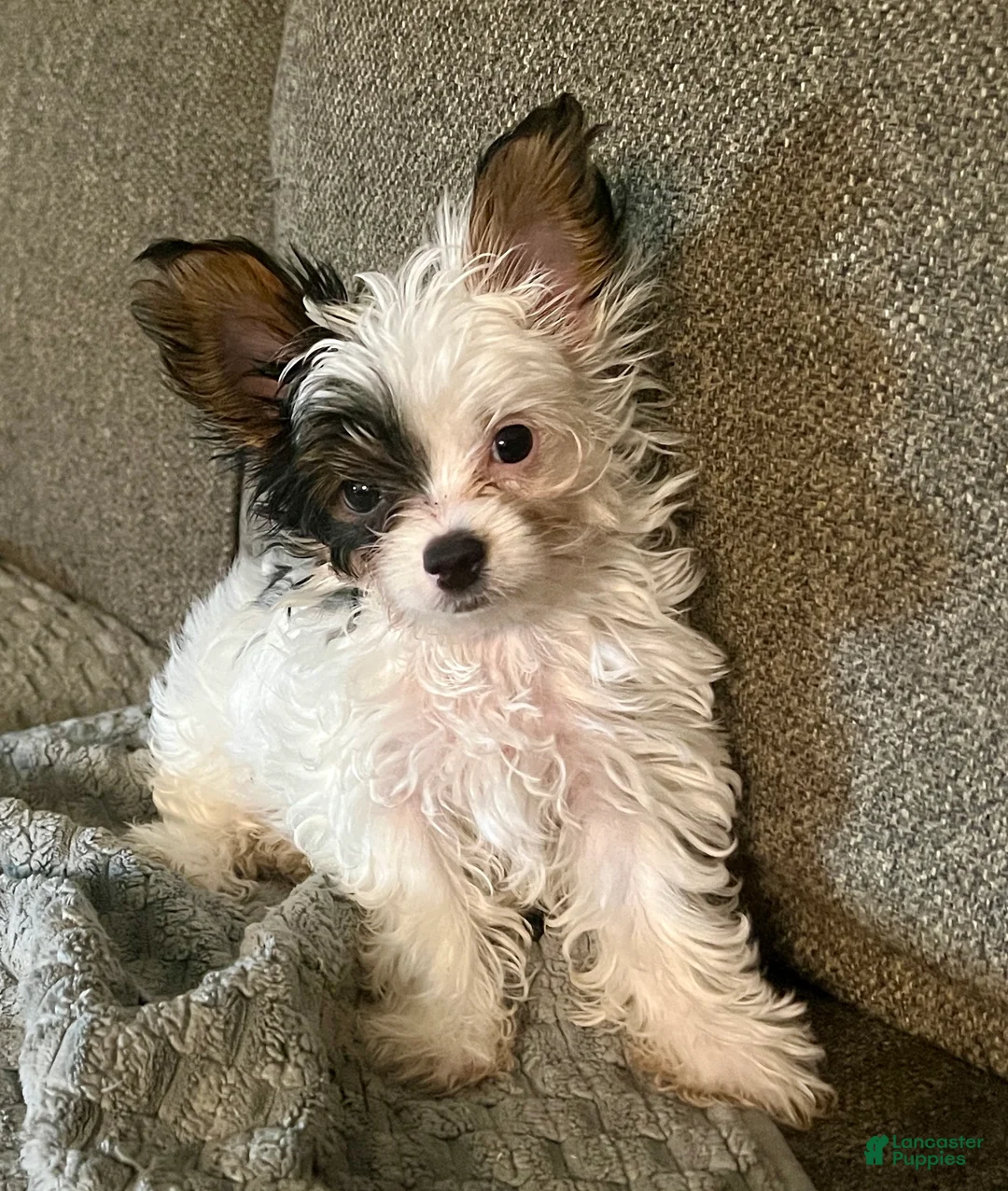 Yorkshire Terrier dogs for sale: Teacup gizmo - Ad 2