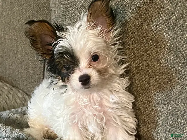 Yorkshire Terrier dogs Teacup gizmo - Ad 2