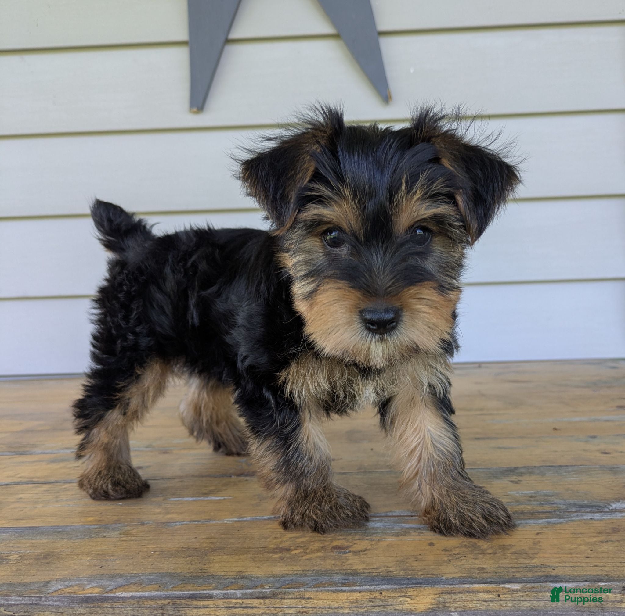 Yorkshire Terrier dogs Ben - Ad 1