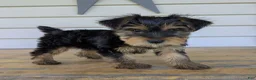 Yorkshire Terrier dogs for sale: Ben - Ad 1