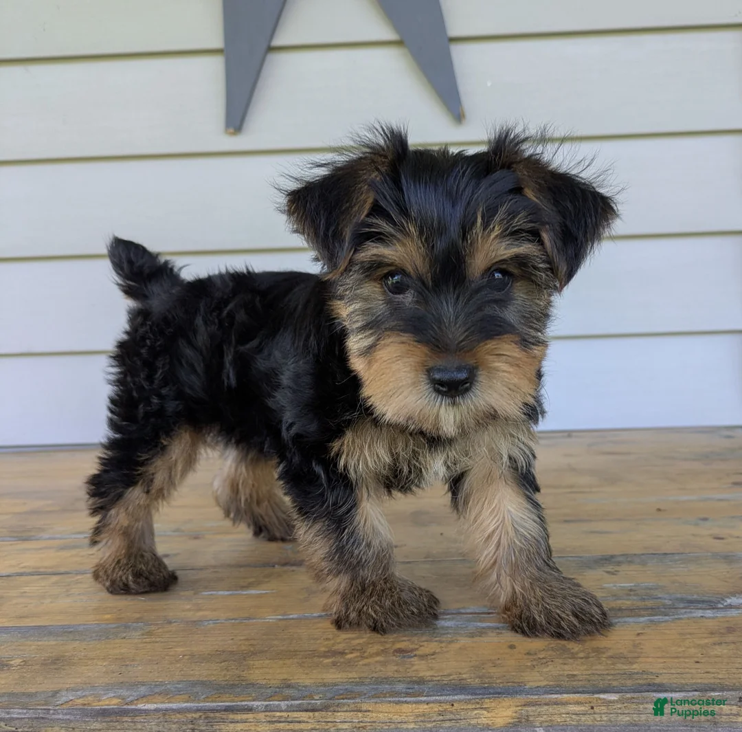 Yorkshire Terrier dogs for sale: Ben - Ad 1