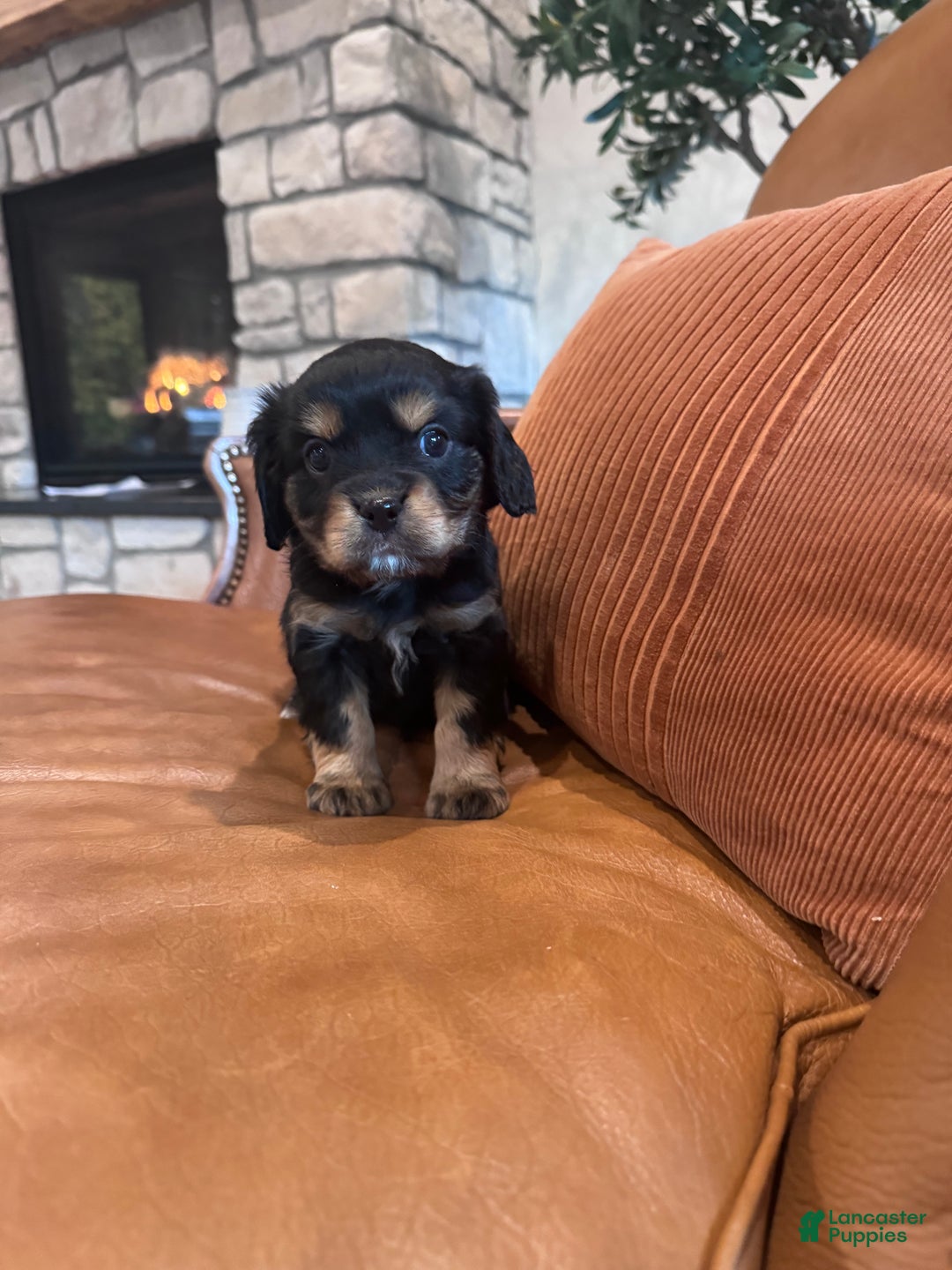 Mixed Breed dogs for sale: Mixed Breed Puppy 4 - Ad 3