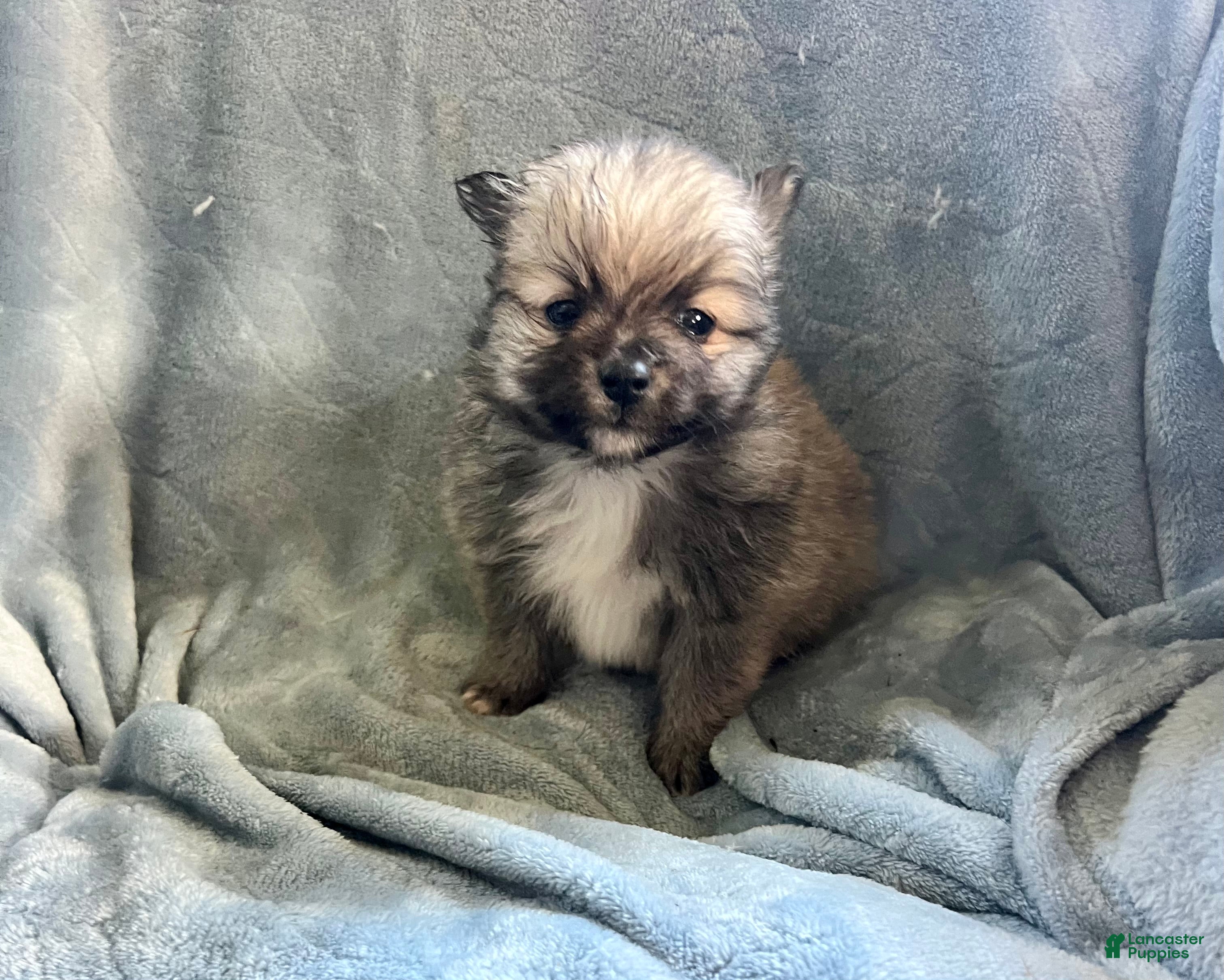 Pomeranian dogs TOBIS - Ad 2