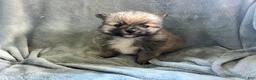 Pomeranian dogs for sale: TOBIS - Ad 2