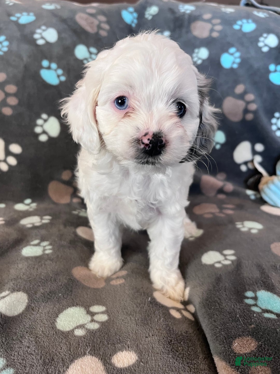 Cockapoo dogs for sale: Cockapoo Puppy 5 - Ad 4