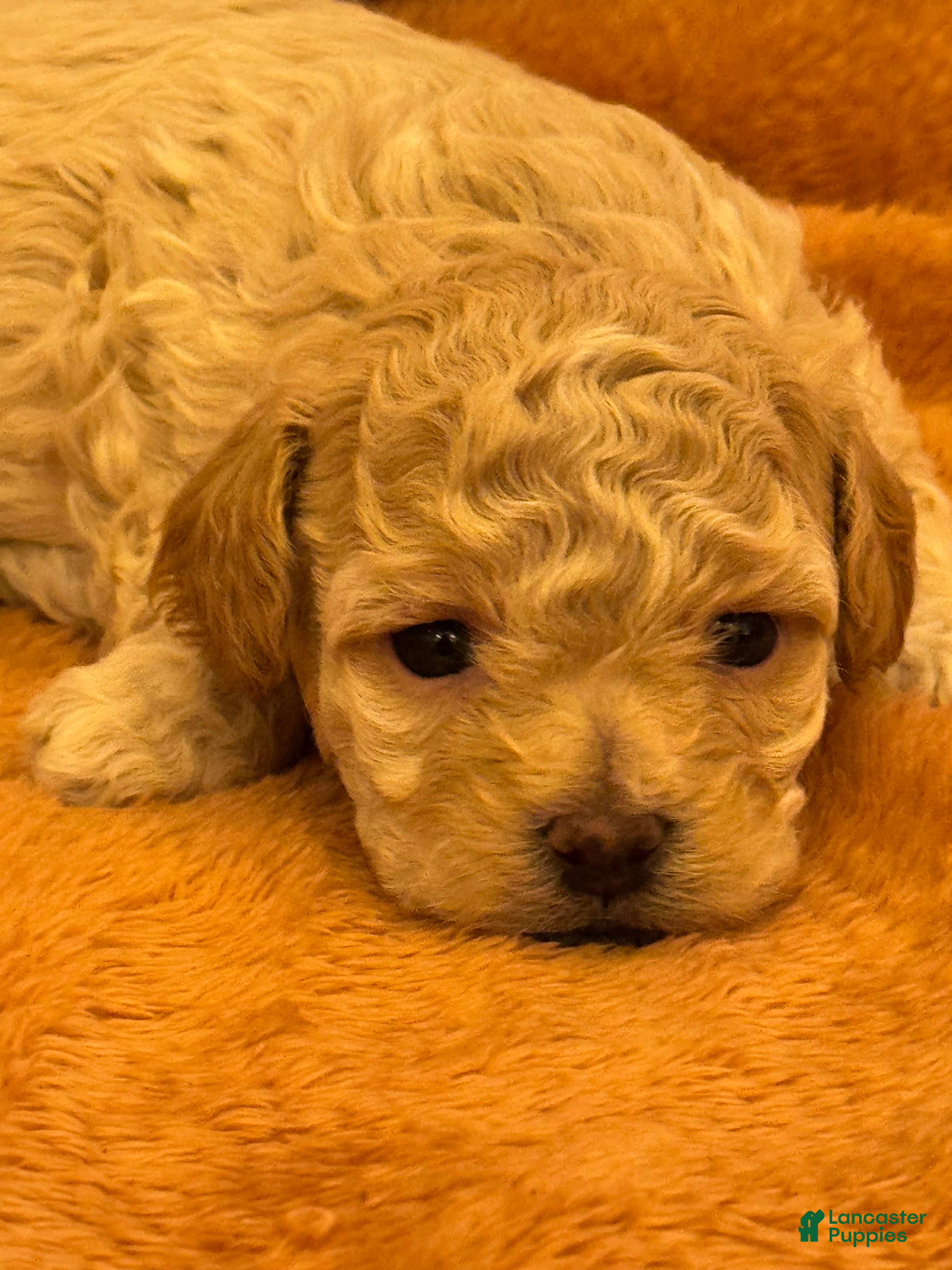 Shihpoo dogs for sale: Massimo - Ad 2