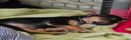 Chihuahua dogs for sale: Frankie (Chihuahua 3) - Ad 10
