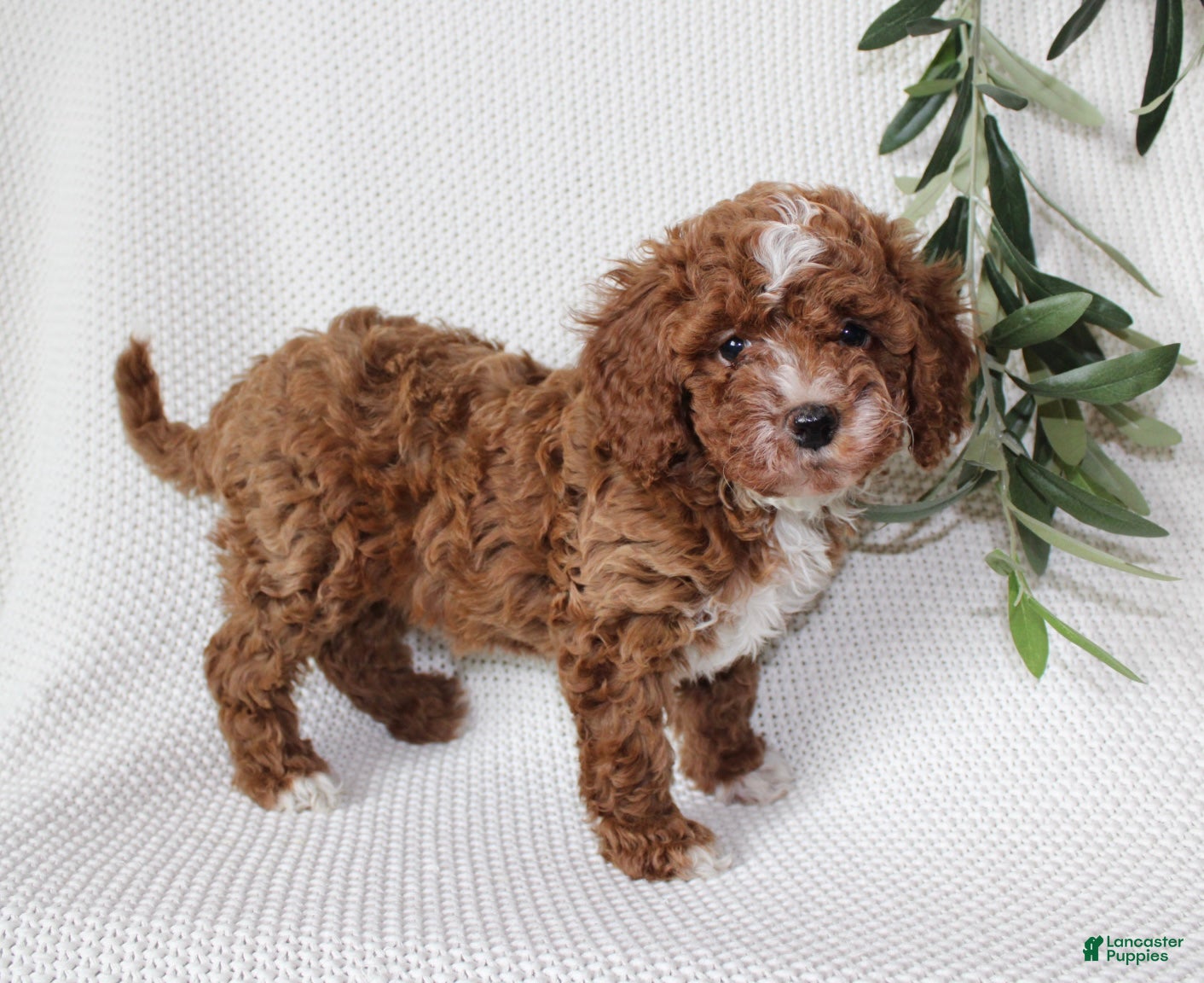 Cavapoo dogs Amber - Ad 2