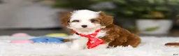 Cavapoo dogs for sale: Sawyer - Ad 5