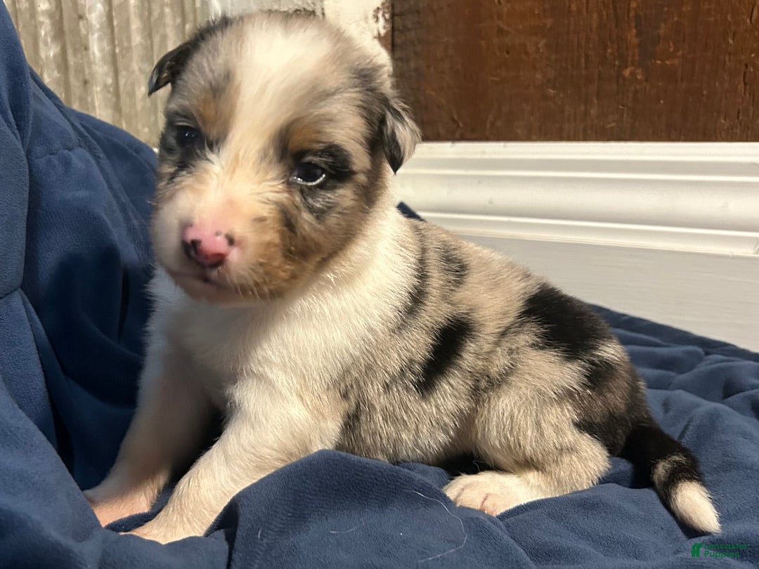 Australian Shepherd dogs for sale: Ruth - Ad 32