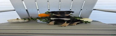 Daisy