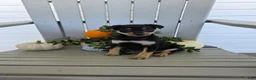 Miniature Pinscher dogs for sale: Daisy - Ad 1