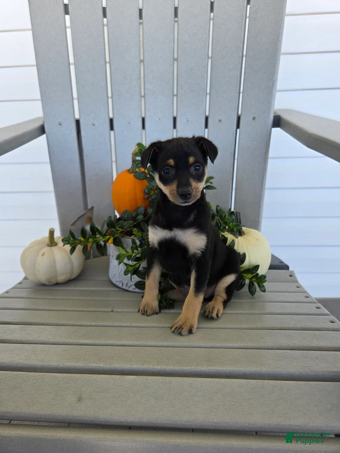 Miniature Pinscher dogs for sale: Daisy - Ad 1