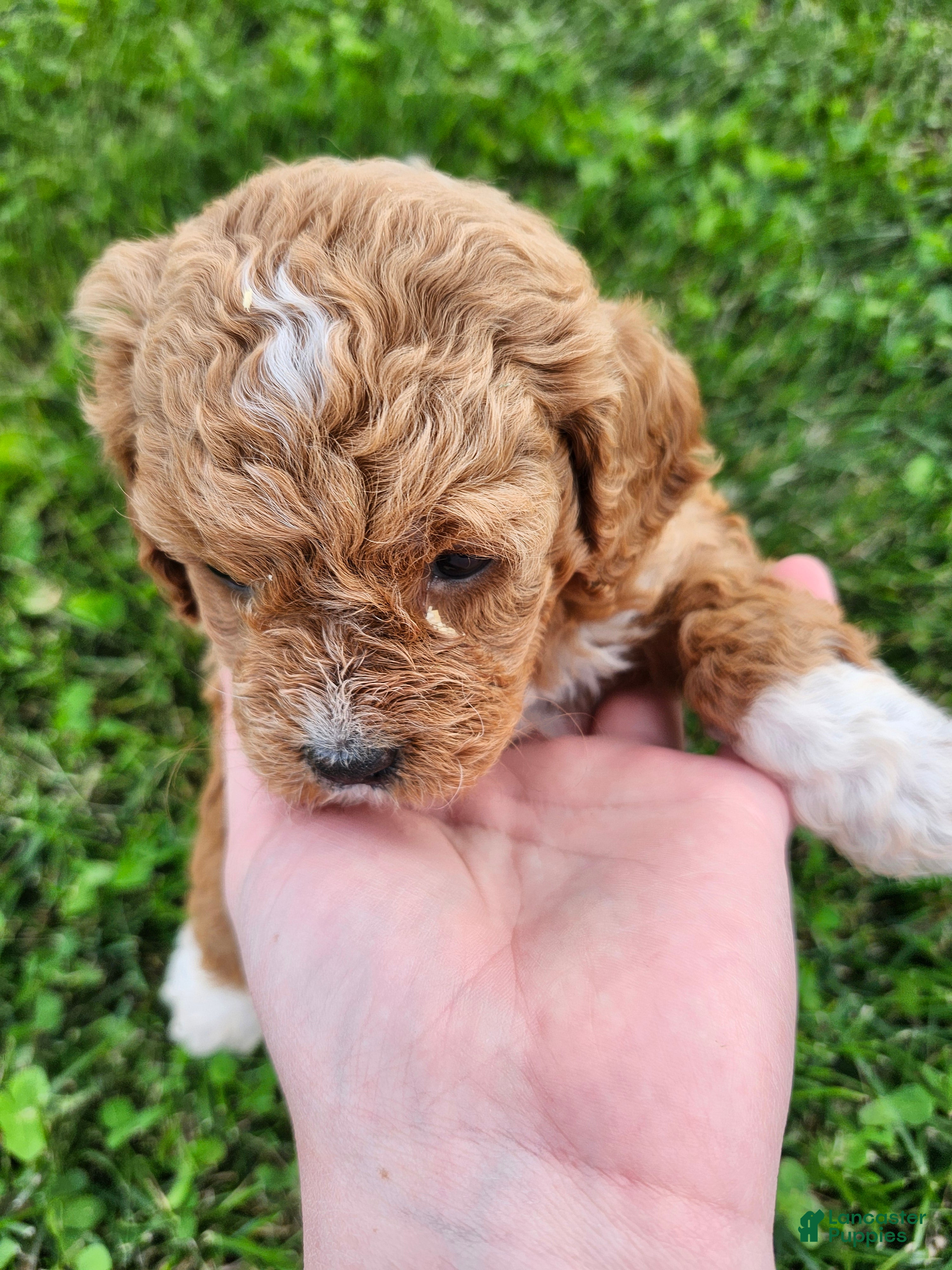 Cavapoo dogs Felicity  - Ad 2