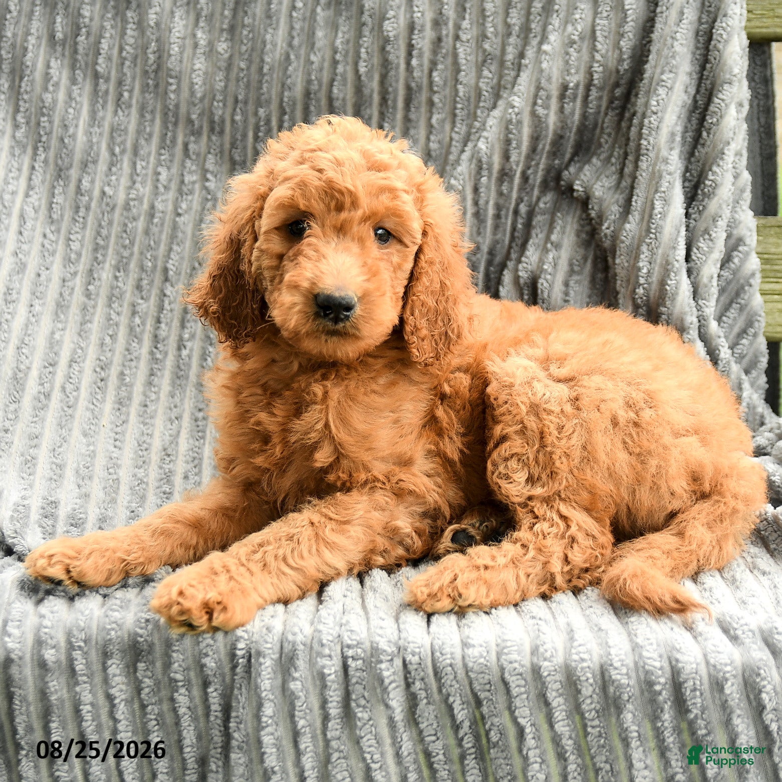 Goldendoodle dogs Frankie - Ad 2