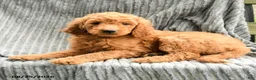 Goldendoodle dogs for sale: Frankie - Ad 2