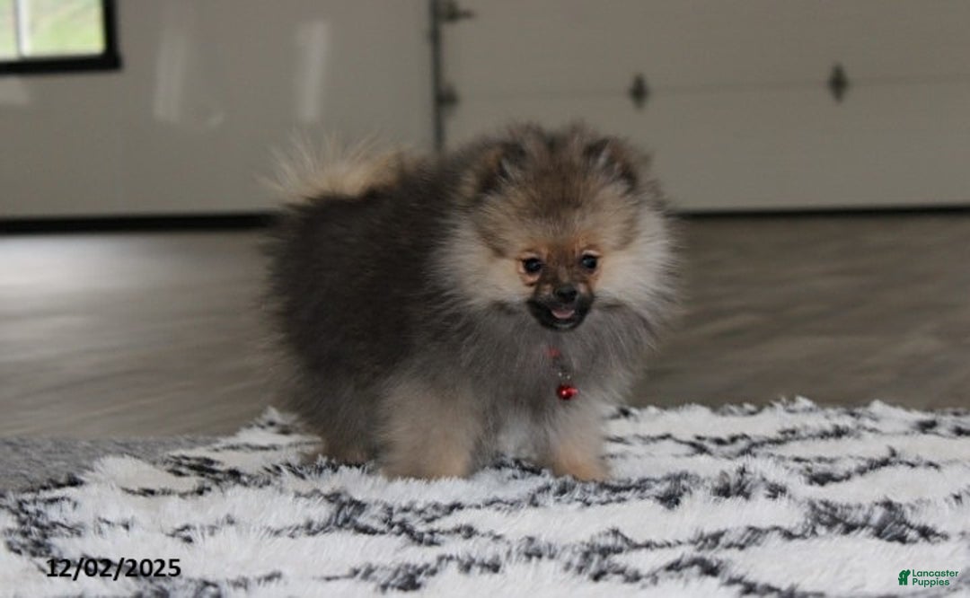 Pomeranian dogs for sale: Major - Ad 7