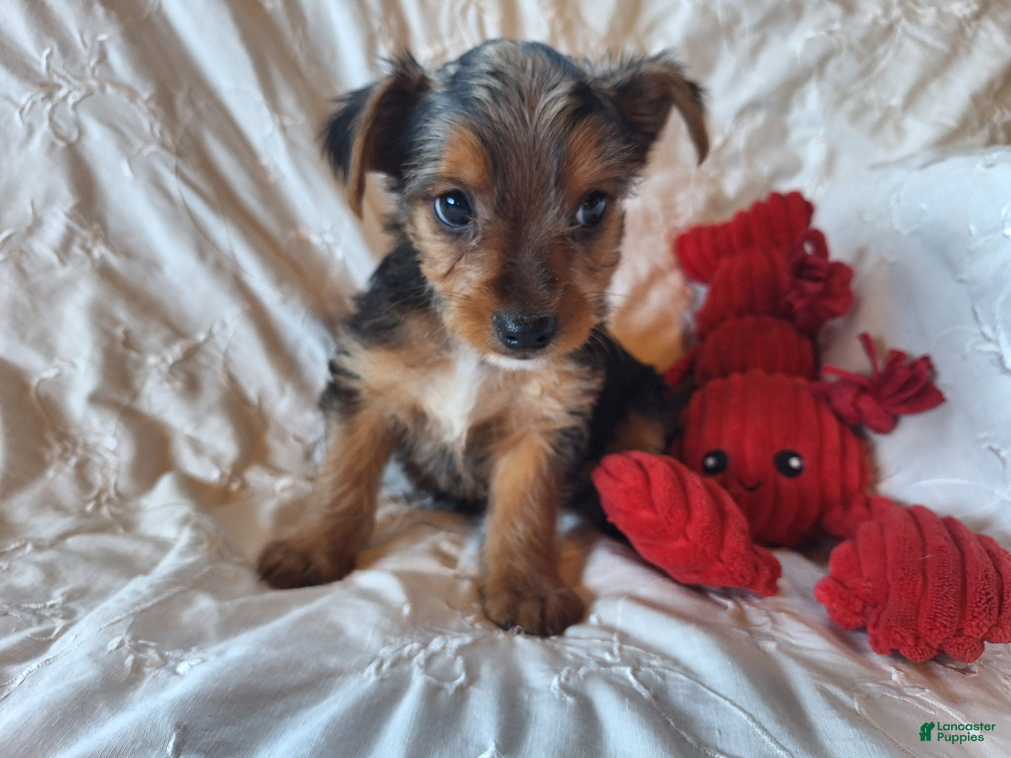 Yorkshire Terrier dogs Tucker - Ad 2