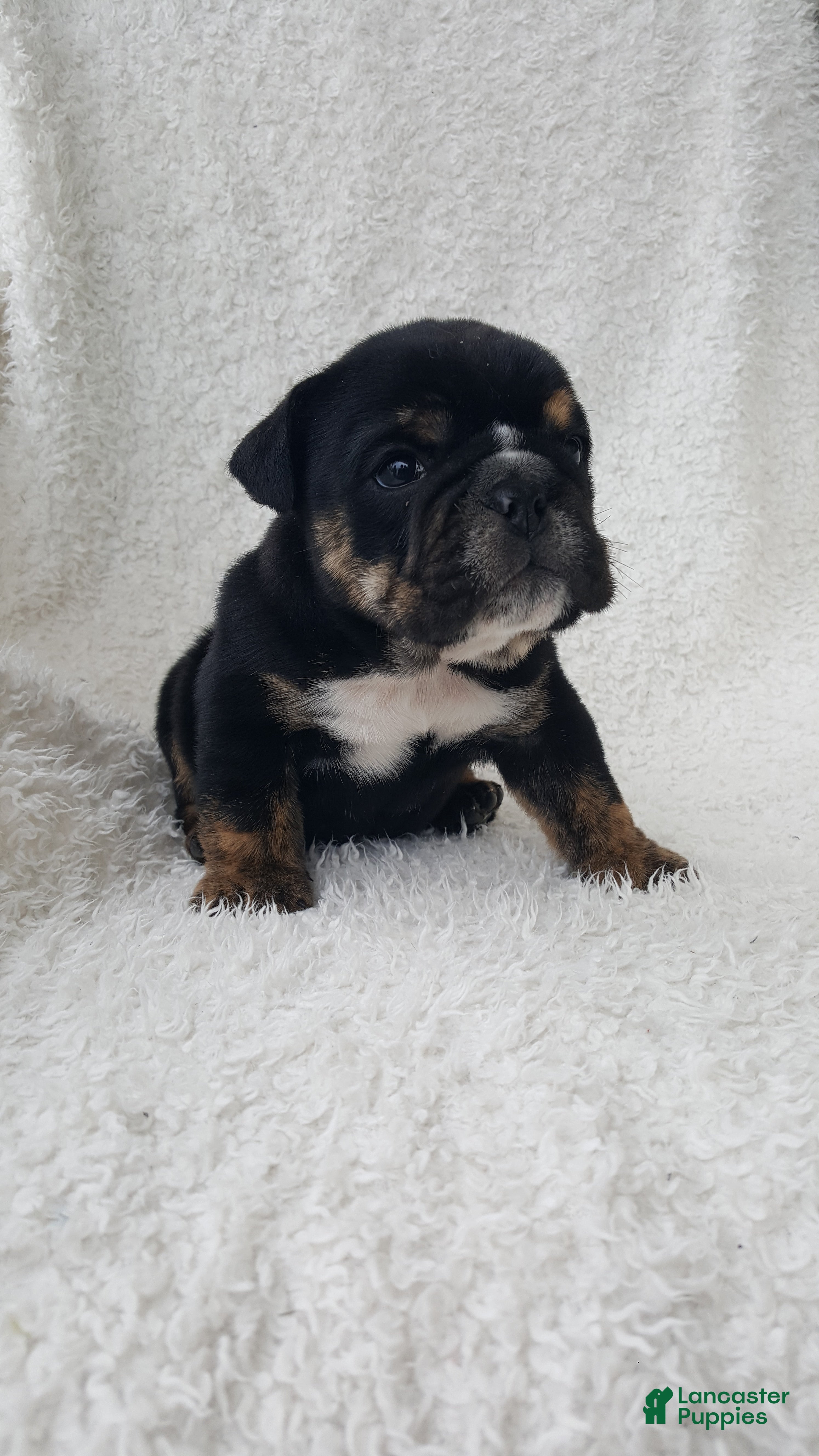 English Bulldog dogs for sale: Candace - Ad 2