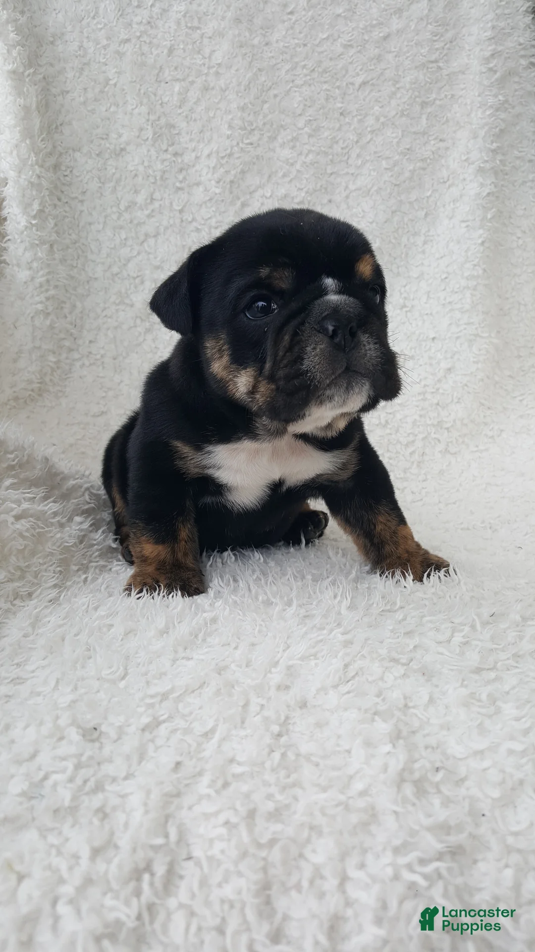English Bulldog dogs for sale: Candace - Ad 2