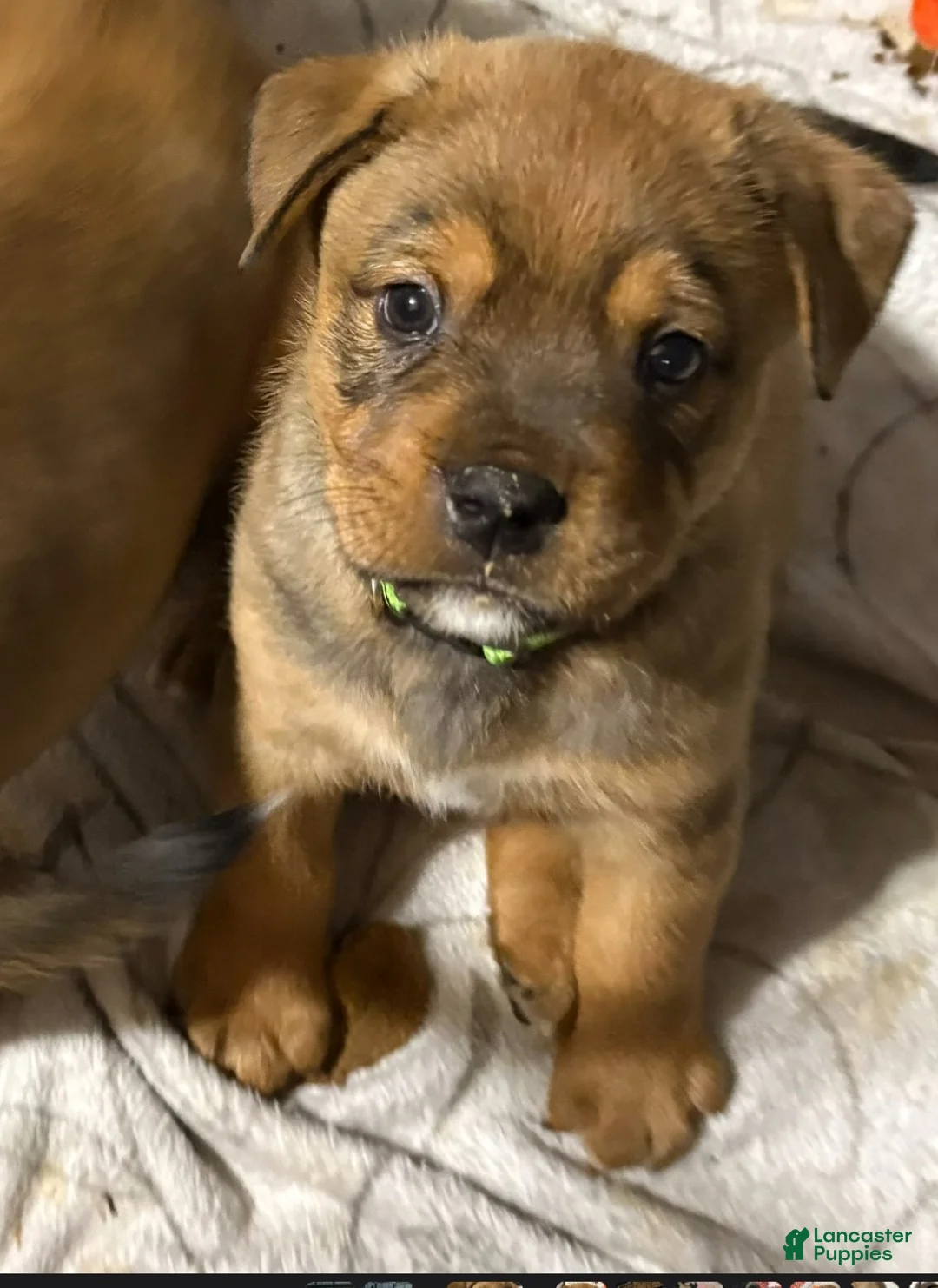 Mixed Breed dogs for sale: Tank - Ad 1