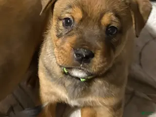 Mixed Breed dogs for sale: Tank - Ad 4