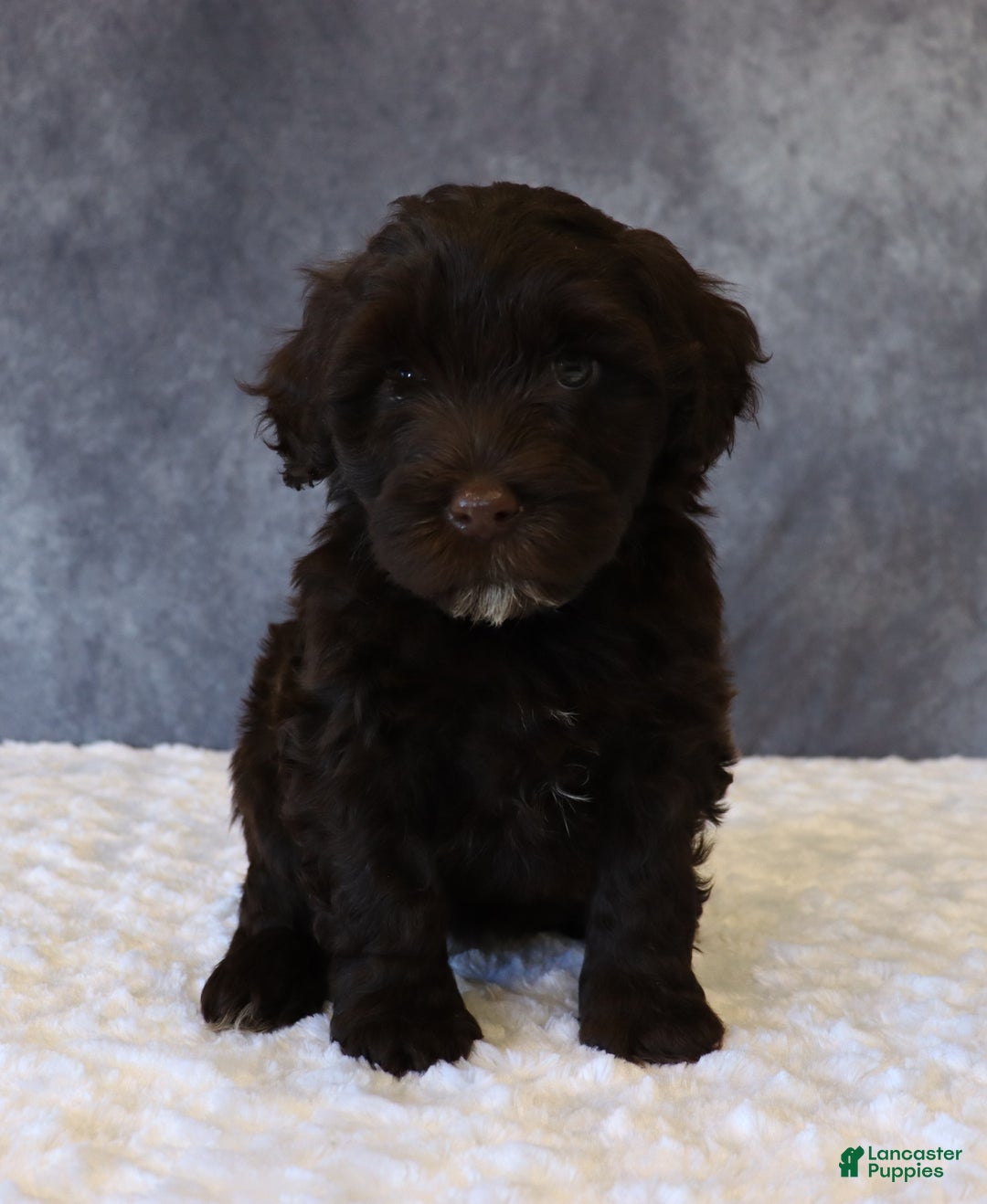 Portuguese Water Dog dogs for sale: Tiffany - Ad 1