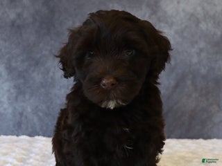Portuguese Water Dog dogs Tiffany - Ad 35