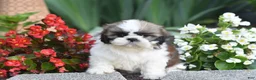 Shih Tzu dogs for sale: Barbie - Ad 6