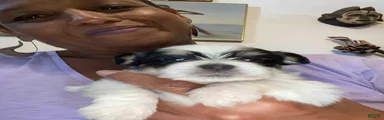 Sniper 
