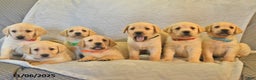 Labrador Retriever dogs for sale: Jules - Ad 10