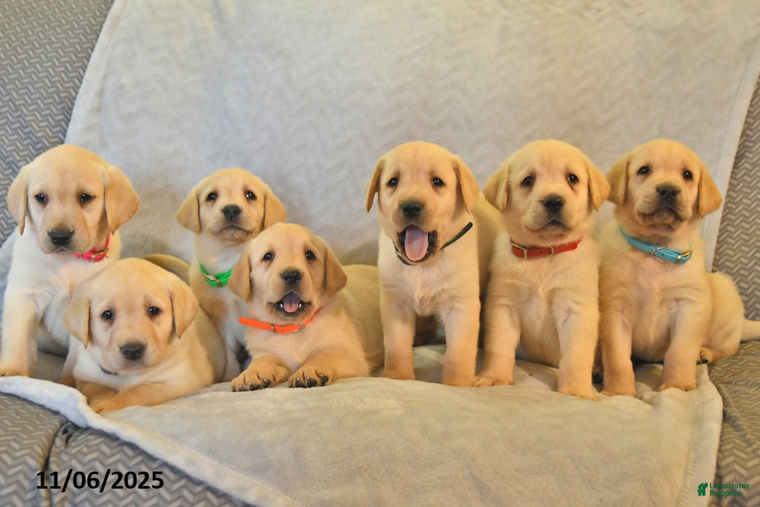 Labrador Retriever dogs for sale: Jules - Ad 10
