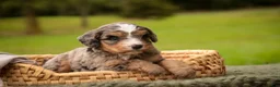 Mini Bernedoodle dogs for sale: Barley F1 Mini Bernedoodle  - Ad 7