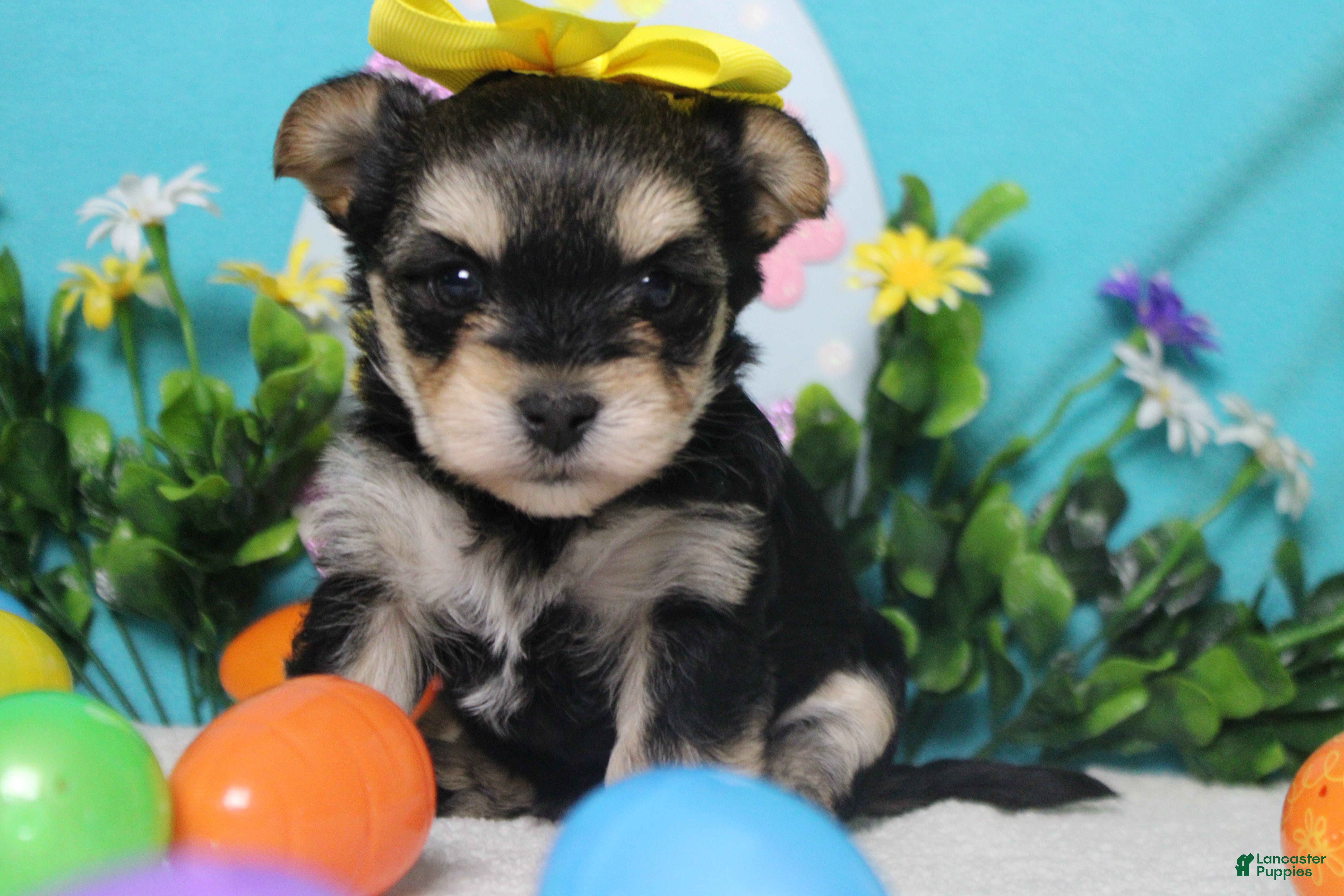 Morkie dogs Everly  - Ad 8