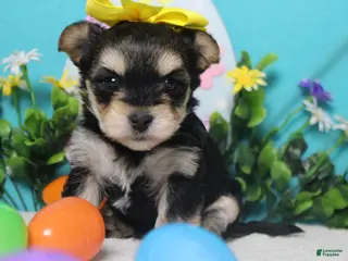 Morkie dogs Everly - Ad 1