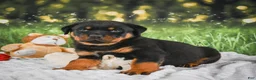 Rottweiler dogs for sale: Kane - Ad 12