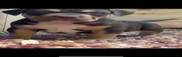 American Bully dogs for stud: Big Suge  - Ad 12