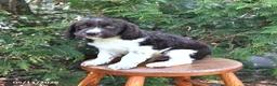 English Springer Spaniel dogs for sale: Elliot - Ad 3