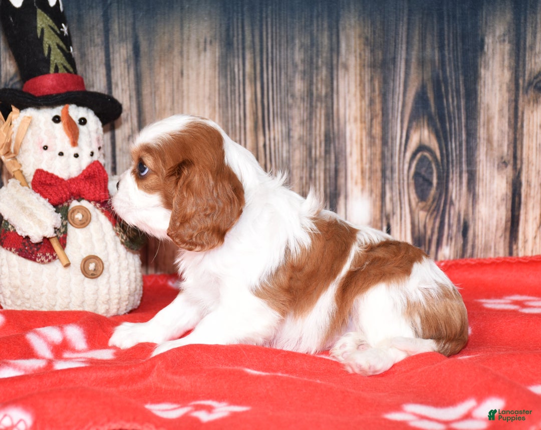 Cavalier King Charles Spaniel dogs for sale: Bryer - Ad 2