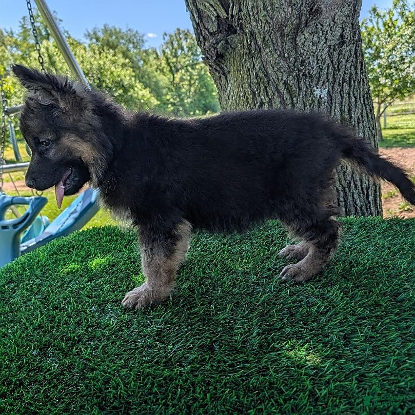 German Shepherd dogs Bruce - Ad 2