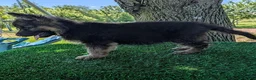 German Shepherd dogs for sale: Bruce - Ad 2