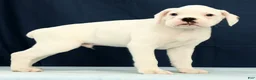 Boxer dogs for sale: Max - Ad 3