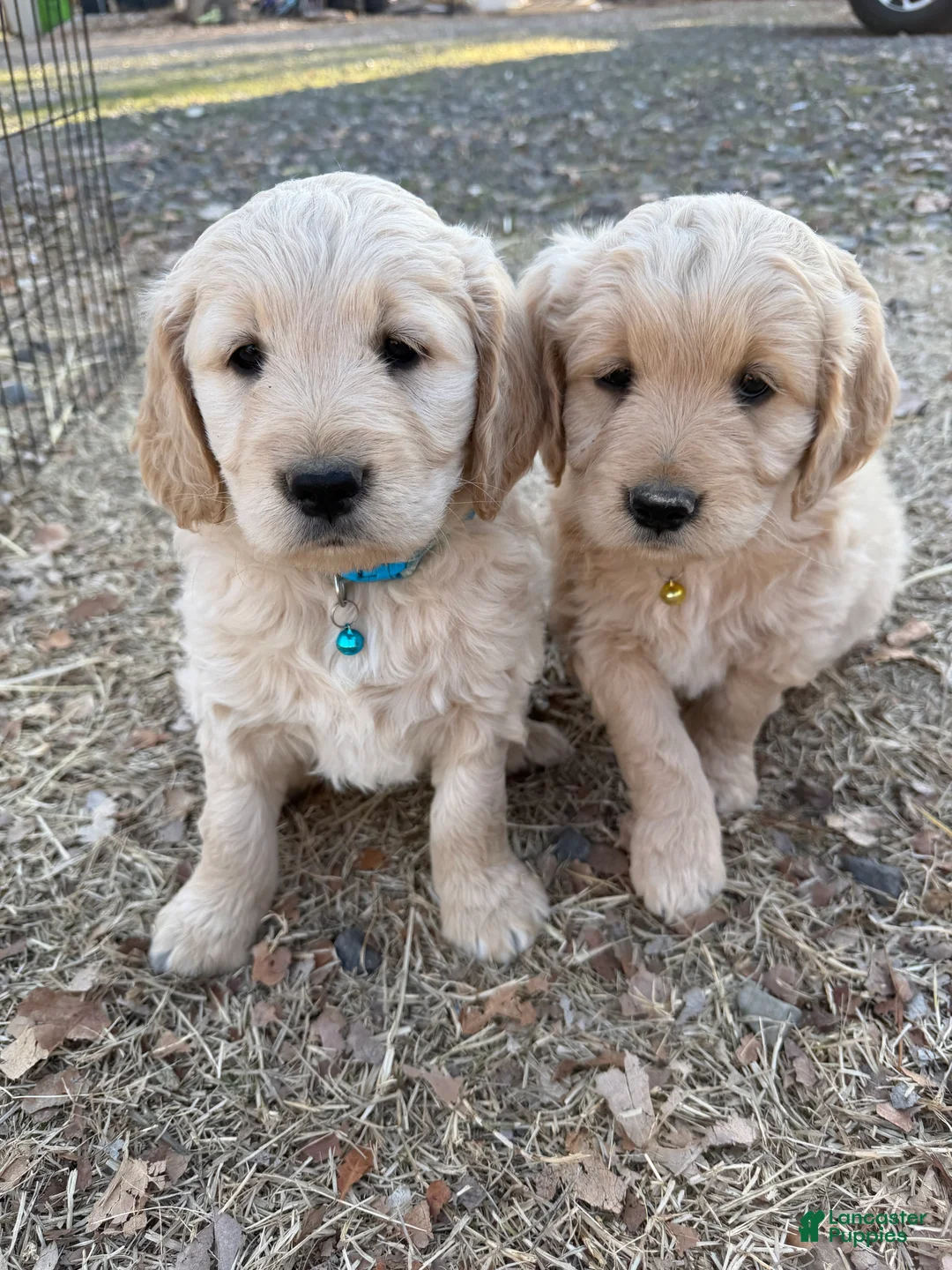 Goldendoodle dogs for sale: Vixen - Ad 2