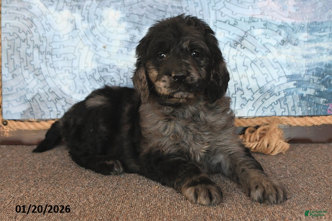 Goldendoodle dogs for sale: Precious - Ad 3