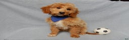 Mini Goldendoodle dogs for sale: Odie - Ad 1