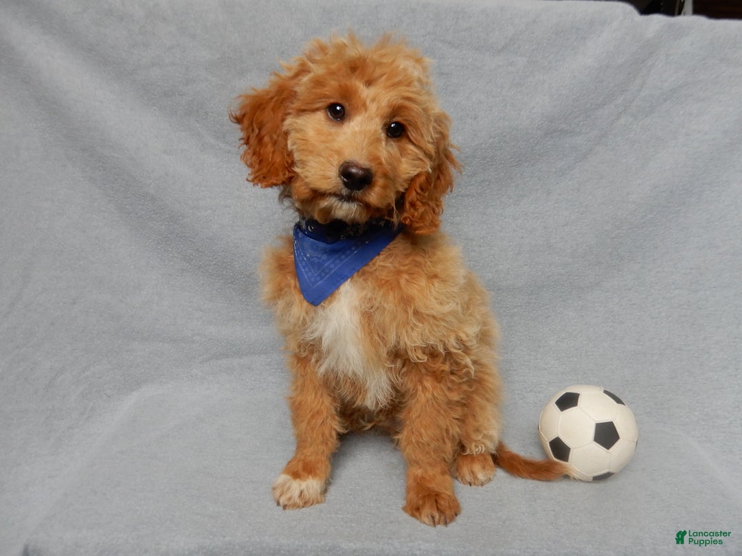 Mini Goldendoodle dogs for sale: Odie - Ad 1